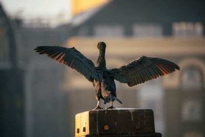Close-up of cormorant landing against blurred background