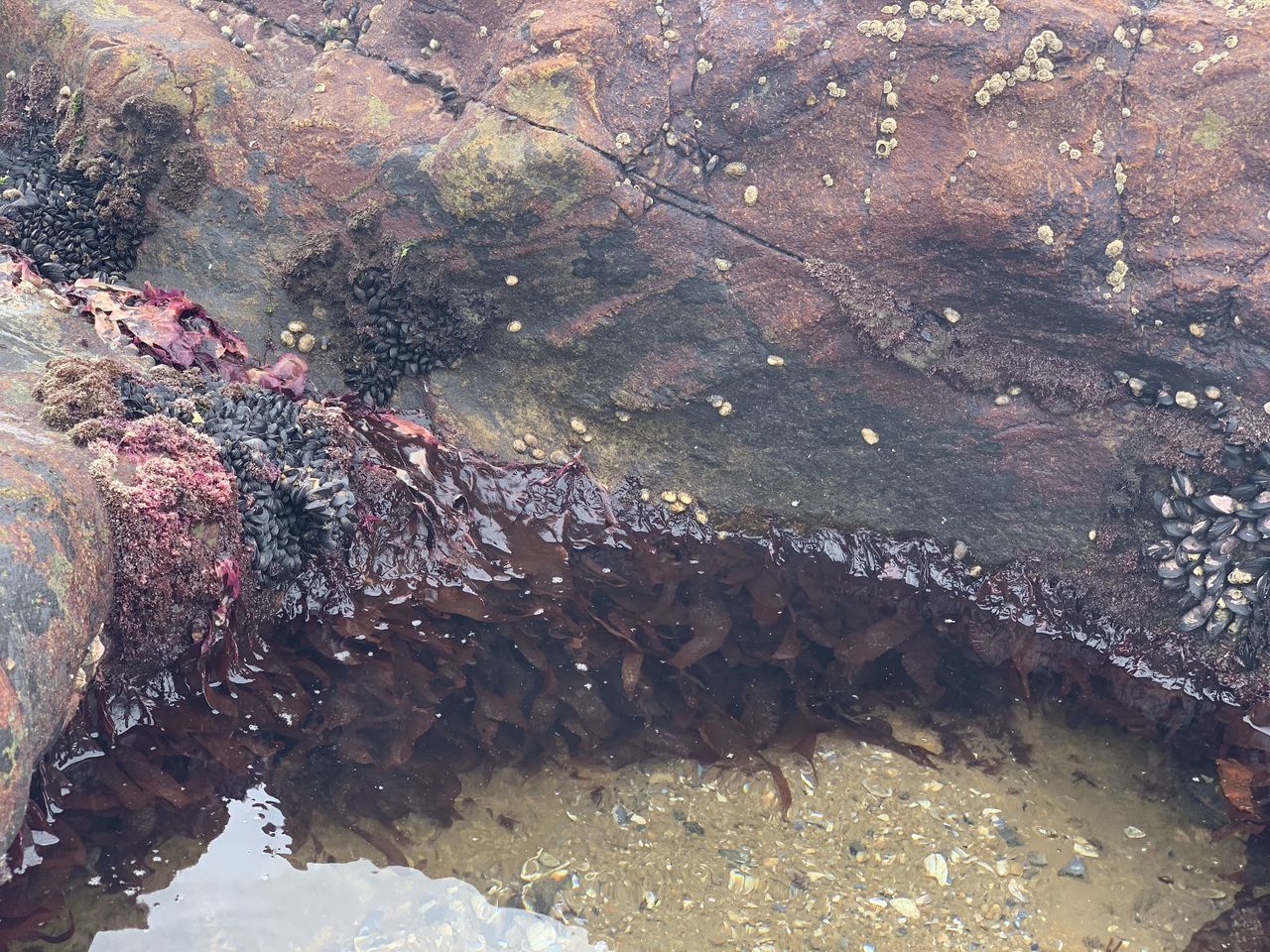 HIGH ANGLE VIEW OF CROCODILE IN SEA