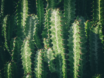 Full frame shot of succulent plants