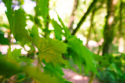 Close-up of green leaves in forest