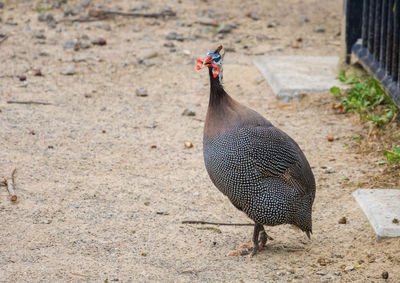 High angle view of peacock on land