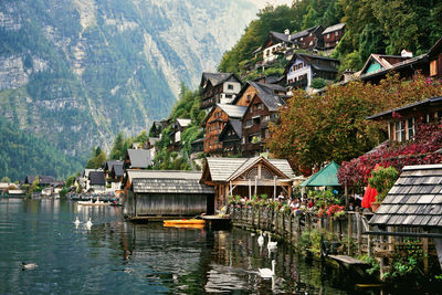 Houses in a town