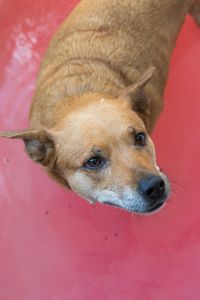 Close-up portrait of dog