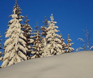 Low angle view of trees against clear blue sky