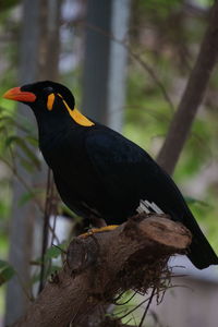 Close-up of bird perching on a branch