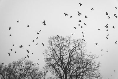 Low angle view of birds flying in the sky