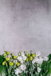 Close-up of white flowering plant against wall