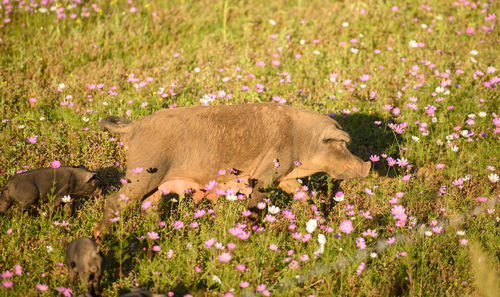 Dog relaxing on field