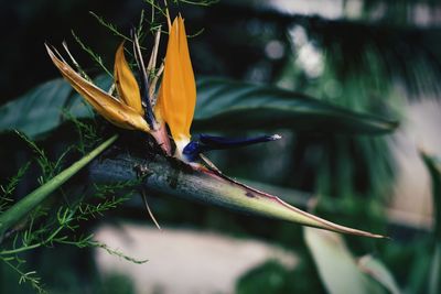 Close-up of butterfly on flower