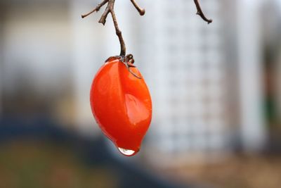 Close-up of red berries on leaf