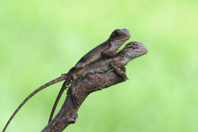 Close-up of lizard on tree