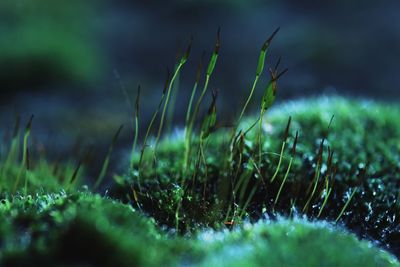 Close-up of grass growing in field