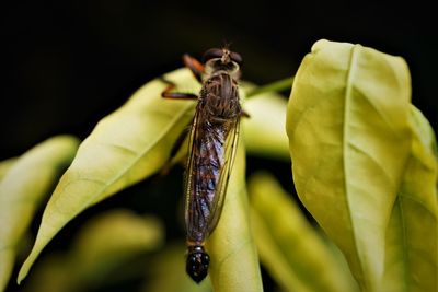 Dorsal view of the robber fly or assassin fly