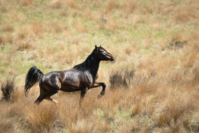 Side view of horse running on field