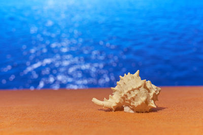 Close-up of crab on beach