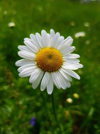 Close-up of white daisy