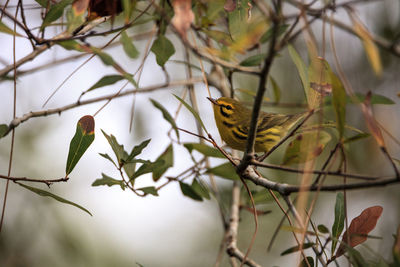 Yellow prairie warbler setophaga discolor in a tree in the swamp of corkscrew sanctuary swamp 