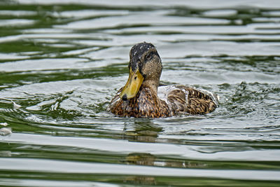 Duck swimming in lake