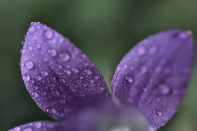 Close-up of water drops on flower