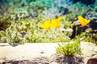 Close-up of yellow flower pot