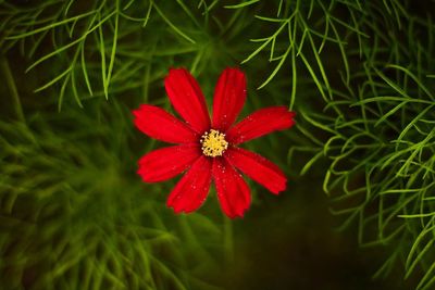 Close-up of red flower