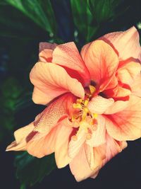 Close-up of orange flower blooming outdoors