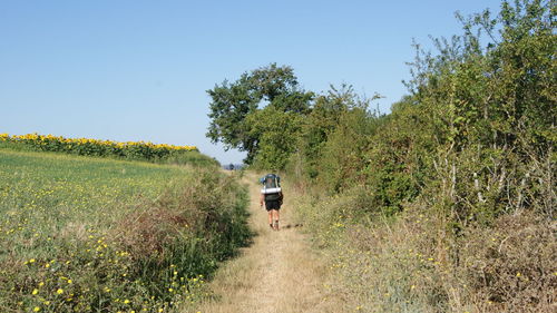 Rear view of hiker on footpath amidst trees against clear blue sky