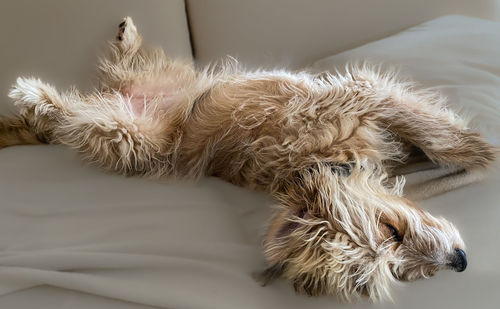 Close-up of dog sleeping on bed at home