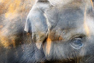 Full frame shot of elephant