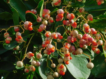 Close-up of berries growing on tree