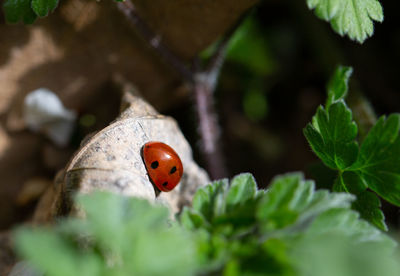 Close-up of ladybug on leaf