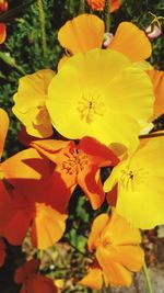 Close-up of yellow flowering plant