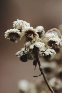 Close-up of wilted flowers