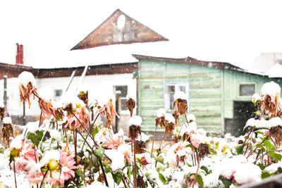 Close-up of white flowering plants against building