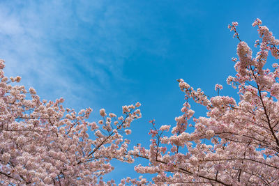 Cherry blossom season in tokyo at meguro river, river sakura festival