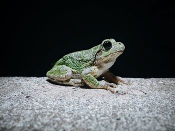 Close-up of frog on retaining wall at night