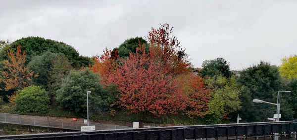 Trees and plants against sky during autumn