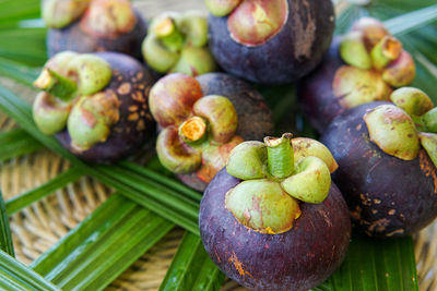 Close-up of fruits growing on plant