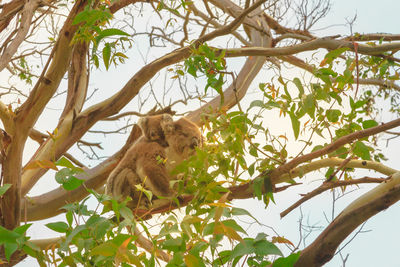 Low angle view of monkey on tree