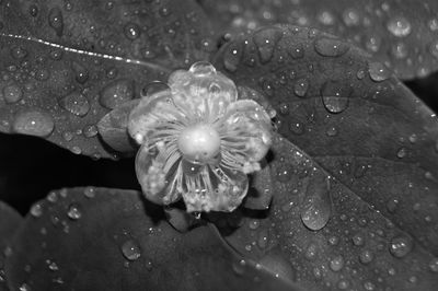 Close-up of water drop on underwater