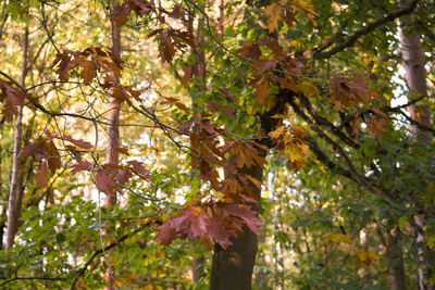 Low angle view of tree