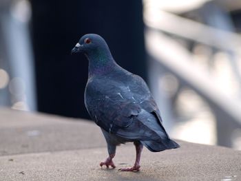 Close-up of pigeon perching on wall