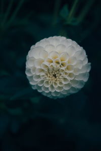 Close-up of white flower