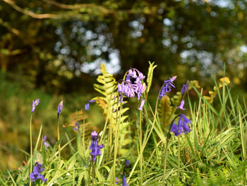 Close-up of purple flowering plants on field