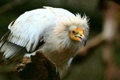 Close-up of bird