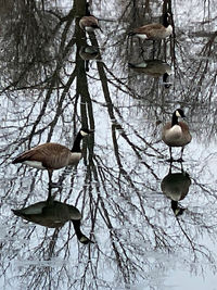 Bird perching on a tree