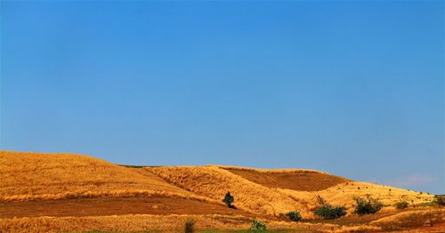 Scenic view of field against clear blue sky