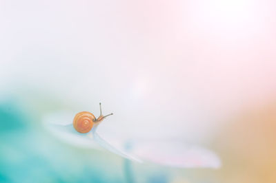 Close-up of snail on flower