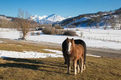 Wild horses grazing on winter mountain landscape in abruzzo