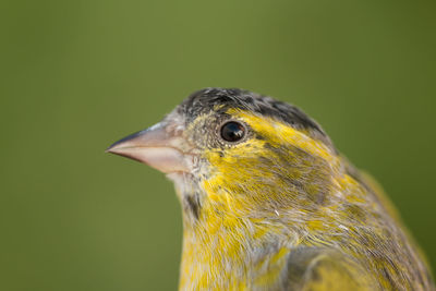 Close-up of a bird looking away